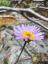 Erigeron cervinus