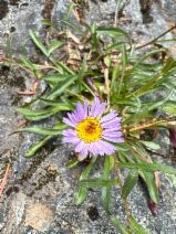 Erigeron cervinus