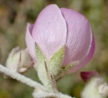 Malacothamnus jonesii
