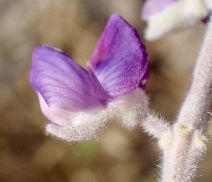 Lupinus ludovicianus