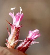 Chorizanthe obovata