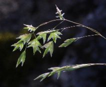 Poa piperi