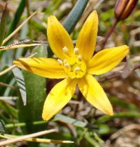 Bloomeria humilis