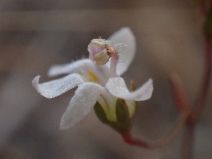Nemacladus secundiflorus var. secundiflorus