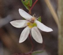 Nemacladus secundiflorus var. secundiflorus