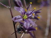 Hooveria purpurea var. reducta