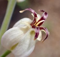 Caulanthus amplexicaulis ssp. barbarae