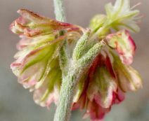 Eriogonum saxatile