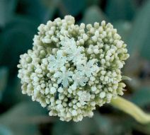 Eriogonum compositum