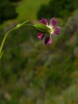 Silene antirrhina