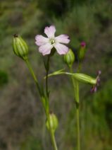 Silene antirrhina