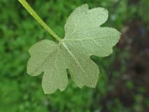 Bowlesia incana
