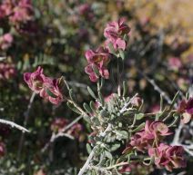 Grayia spinosa - Calflora