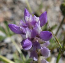 Lupinus microcarpus var. horizontalis