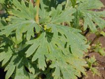 Paeonia californica