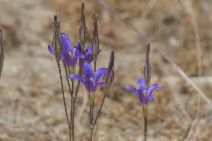 Brodiaea elegans