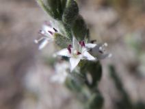 Cressa truxillensis
