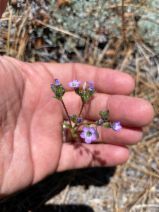 Gilia brecciarum ssp. jacens