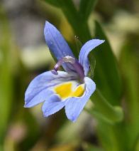 Downingia bacigalupii