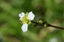 Alisma triviale