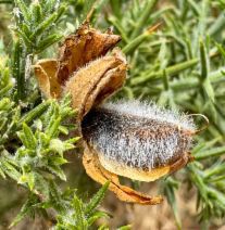 Ulex europaeus