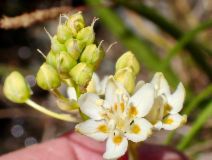 Toxicoscordion fontanum
