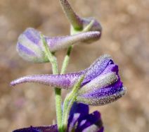 Delphinium hesperium ssp. hesperium