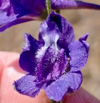 Delphinium hesperium ssp. hesperium
