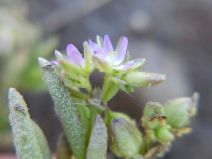 Spergularia marina