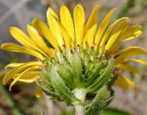 Grindelia hirsutula var. maritima