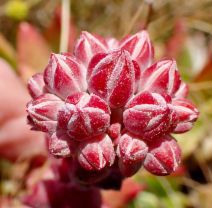 Dudleya palmeri