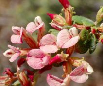 Acmispon cytisoides