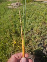 Juncus acutus ssp. leopoldii