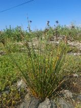 Juncus acutus ssp. leopoldii