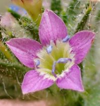 Navarretia atractyloides