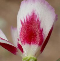 Clarkia speciosa ssp. speciosa