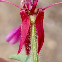 Clarkia unguiculata