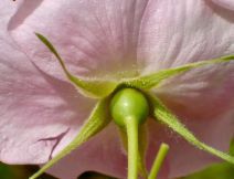 Rosa californica