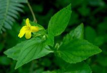 Mimulus dentatus
