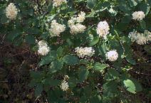 Ceanothus integerrimus var. macrothyrsus