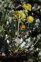 Eriogonum umbellatum var. modocense