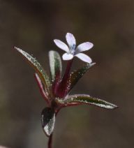 Collomia tinctoria