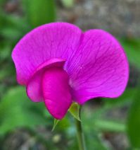 Lathyrus latifolius