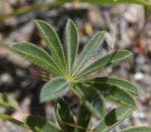 Lupinus microcarpus var. horizontalis