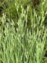 Juncus bufonius var. bufonius