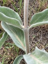 Asclepias eriocarpa