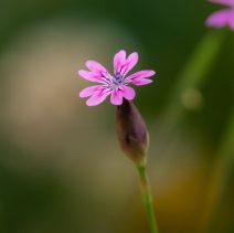 Petrorhagia dubia