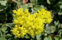 Eriogonum ternatum