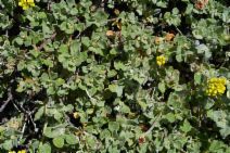 Eriogonum ternatum