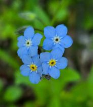 Myosotis sylvatica
